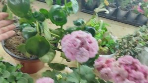 Вкусняшки для растений и небольшой обзор