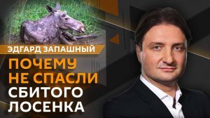 Эдгард Запашный. Осторожно, лоси! И другие дикие обитатели большого города