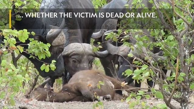 These African Buffalo Have Each Other's Backs | Nat Geo Wild