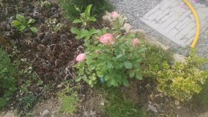 Цветение дворика 1 июня. Розы, гвоздики, вероника и многое другое