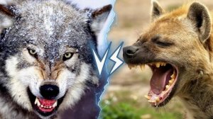 "Лучше быть одиноким волком, чем шакалом из стаи." СОКЛАНОВ МАНСУР