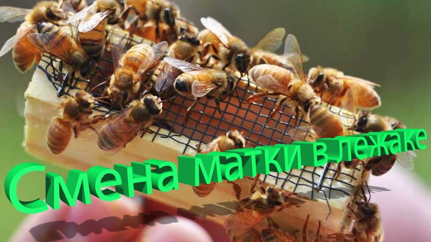 Как менять маток в лежаках? Проверенный метод профессора Кашковского