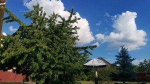 Черешня и облака в виде лошадя