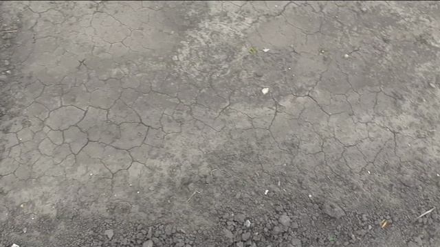 Арбузы взошли через неделю