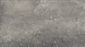 Арбузы взошли через неделю