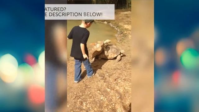 Подборка новых лучших приколов и смешных видео 2019 смотреть онлайн