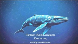 Кит не спи (4)