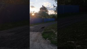 Весна. Видео от 11 мая 2025 года. 
Май. Весна. Природа и небо.