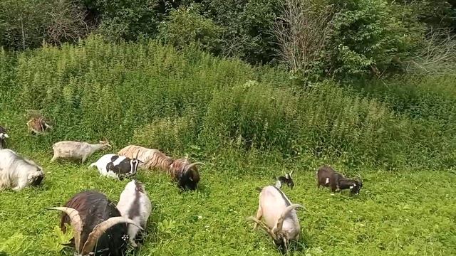 Моё Хозяйство/Летний Выпас2024/Детёныши/Звери Едят Трав смотреть онлайн