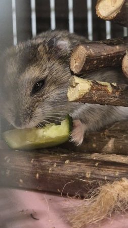 джунгарский хомяк ест огурец