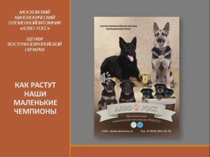 АЛВО РОСС как растут наши маленькие чемпионы