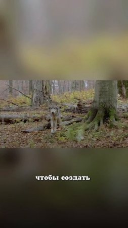 Почему собаки плед тащат в одно место и спят?