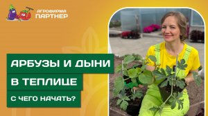 КАК ВЫСАДИТЬ АРБУЗЫ И ДЫНИ В ТЕПЛИЦУ? // Секрет богатого урожая