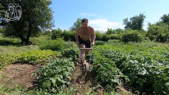 🏆 Рекордный урожай 🥔 Посадка в 3 раза гуще и без окучивания 🌱 Посадка картофеля сорта Ривьера