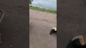 спасение утят