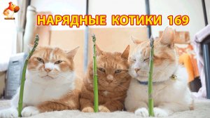 Нарядные Котики расслабляются на солнышке 🌞 🐈🐈🐈 (169)