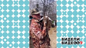 Любимая коза Настенька. Видели видео? Фрагмент выпуска от 01.06.2025