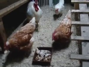 Куры Несушки Хайсекс и Ломан Браун любители мяса.