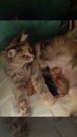 Первые минуты жизни🥰 #котятамейнкун