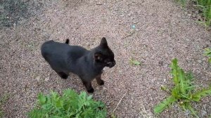 Третий чёрный кот