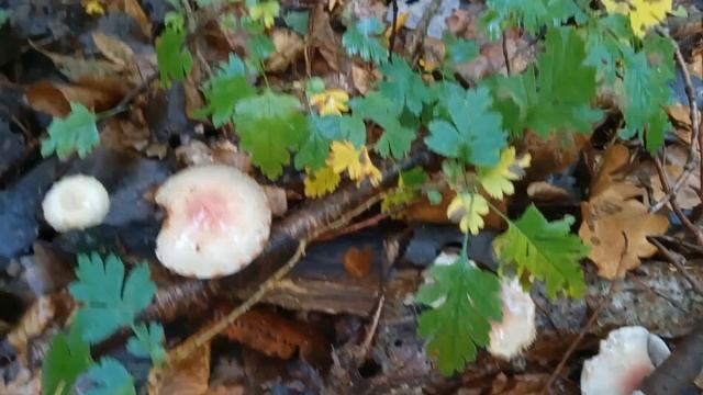 Едем в горы за грибами.(архивное видео)