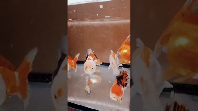 Орандочки