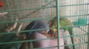 уход за попугаями