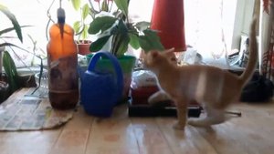 Котэ-игруля