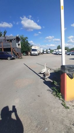 Гуси в Пролетарском районе города Донецка