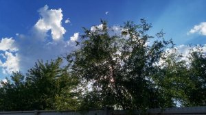 Лучи солнца пробиваются сквозь листву дерева