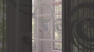 воздушный акробат Ричард