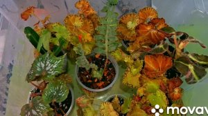 КОМНАТНЫЕ РАСТЕНИЯ(ЦВЕТЫ).ПЕРЕСАДКА НОВИНОК.