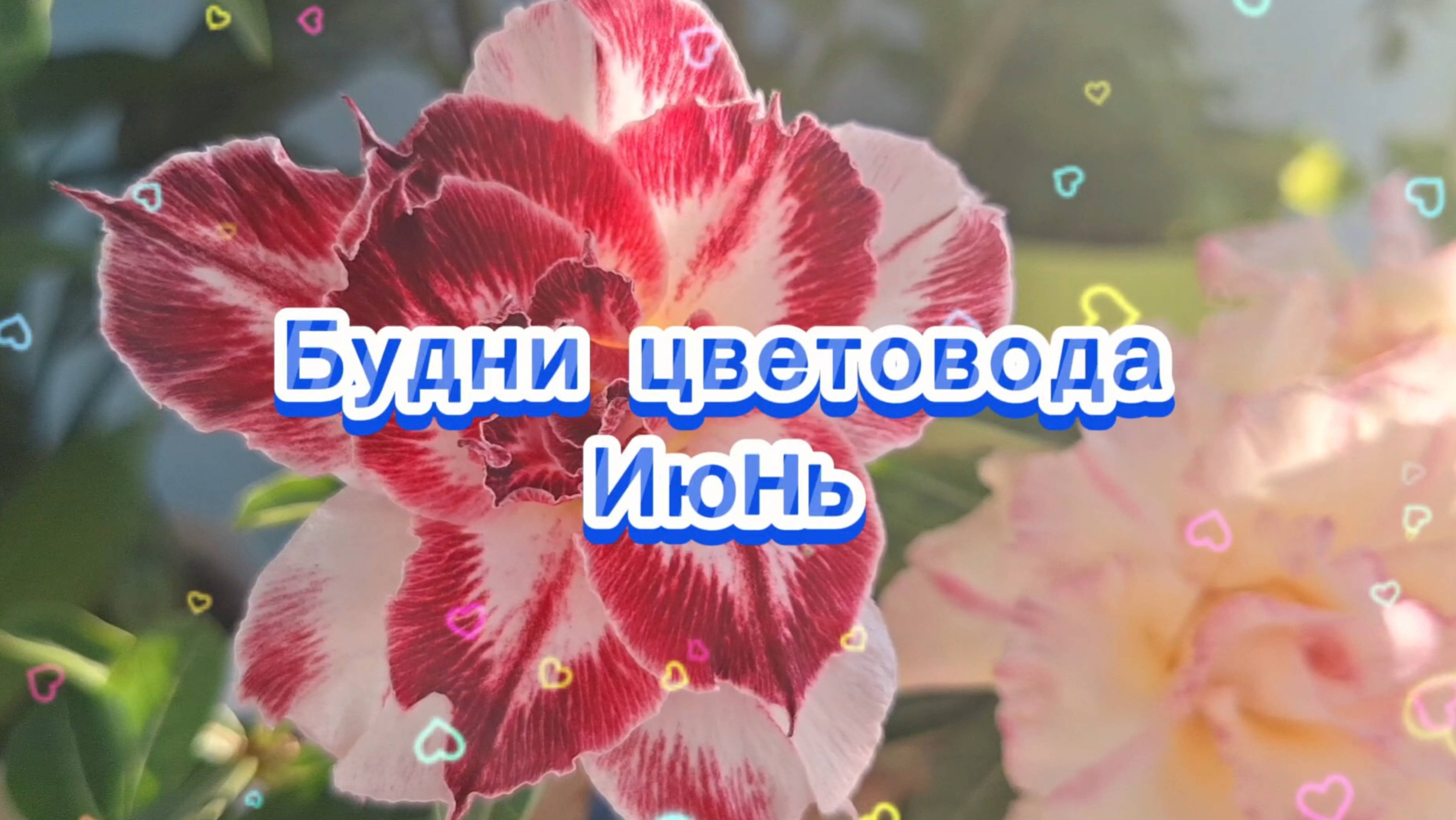Будни цветовода. Июнь