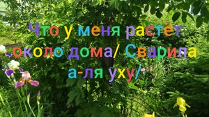 Что у меня растëт/ Сварила а-ля уху/