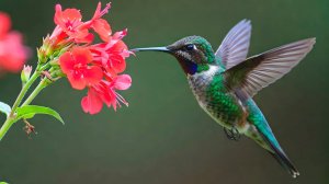 ЛЕЧЕБНАЯ ТИБЕТСКАЯ МУЗЫКА И ПЕНИЕ ПТИЦ ДЛЯ ВОССТАНОВЛЕНИЯ НЕРВНОЙ СИСТЕМЫ 🎵 РЕЛАКС МУЗЫКА ДЛЯ СНА