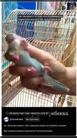 Как брать в руки волнистого попугая