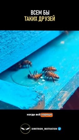 Настоящий друг познается в беде #саморазвитие