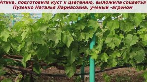 Кишмиш Атика - приведение куста в порядок перед цветением, выкладка соцветий, подвязка, обломка.
