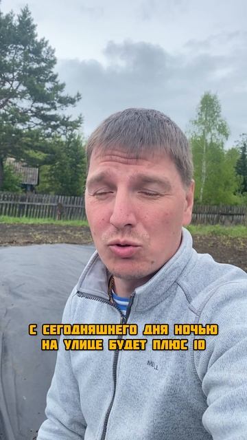 Высадил арбузы