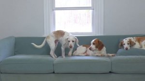 Dogs Face Off Against Zombie Attack!