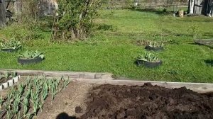 DachaIOgorod такие вот дачные дела