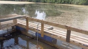 карпы в садке