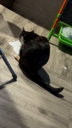 Киса рвет бумагу