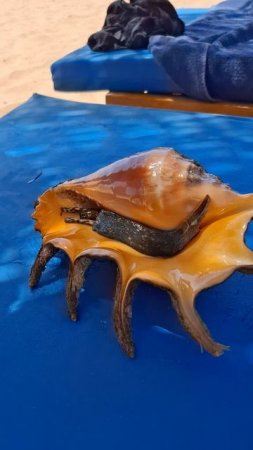 Познакомились😍, посмотрели и унесли обратно в море моллюска. Египет. Красное море.