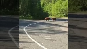 МЕДВЕЖАТА УСТРОИЛИ ПОЕДИНОК