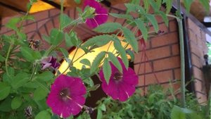 Последний день весны. The last day of spring