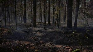 Пожар в заповеднике Усманского района локализовали на площади в 500 га