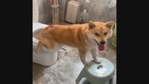 Топ подборка самых смешных животных