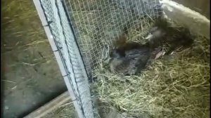 вот ПОДРУЖКИ свили 2гнезда рядом нанесли яиц и гнездами меняются, а мне теперь как❓где чьи❓кто мама❓