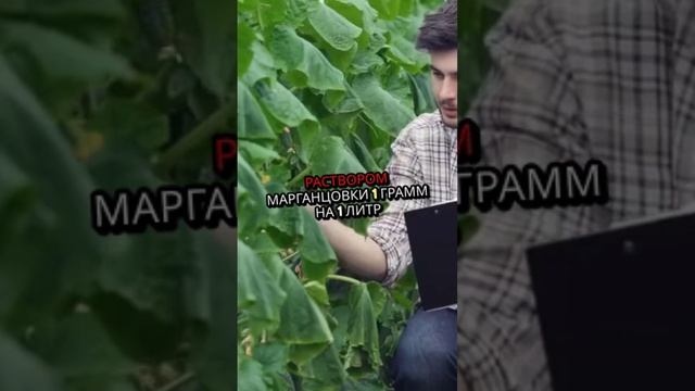 Кабачок. Как садить. Методы. Условия. Правила.